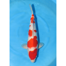 KGE.84 MARUTEN KOHAKU